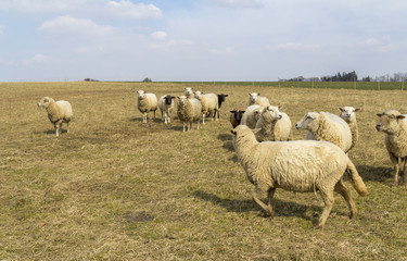 sheep on a meadow