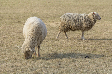 Obraz premium sheep on a meadow
