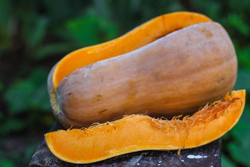 pumpkin - cookery chopped pumpkin. food background