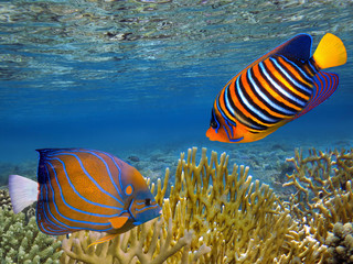 Fototapeta na wymiar Fire corals in the coral reef.