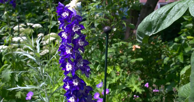 Flowers motion filmed in super slowmotion, white flower. Filmed in 120fps Cinema 4K DCI RAW with sony fs700+external recorder