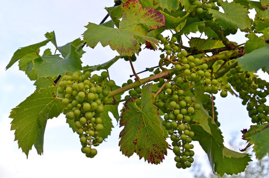 Weintrauben