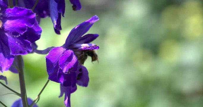 Bee filmed in super slowmotion, purple flower. Filmed in 120fps Cinema 4K DCI RAW with sony fs700+external recorder