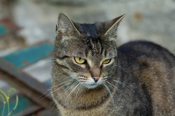 Tabby cat. Cat with peach fuzz fence in the background. Cat waiting for mouse. Pet. A rusty old fence.