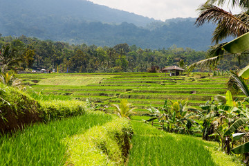 Rice Terrace. Tegalalang, Bali, Indonesia. 15 september 2014