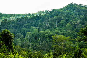 Obraz premium Jungle. Danum Valley, Borneo, Indonesia. 20 september 2014