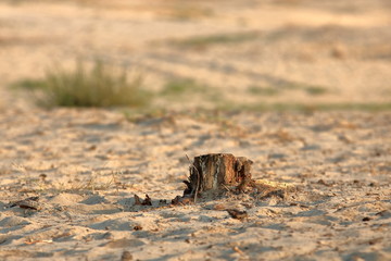 Pustynny krajobraz, na pierwszym planie pieniek po ściętym dzrewie, w tle wątły kraczek, rozmyte tło