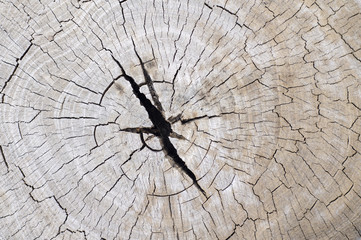 Фон дерева. Wood background