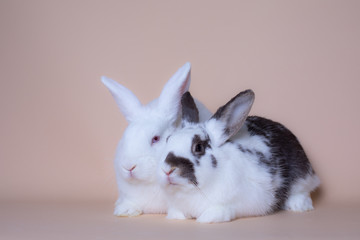 Obraz premium Adorable baby bunnies on a solid pink background