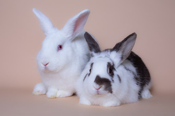 Adorable baby bunnies on a solid pink background
