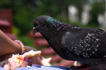 A woman hand is feeding a food to pigeon/dove.