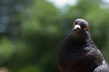 A woman hand is feeding a food to pigeon/dove.