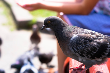 A woman hand is feeding a food to pigeon/dove.