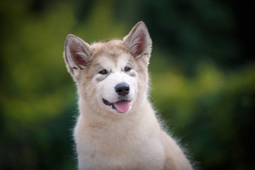 Beautiful puppy Alaskan Malamute on a background of nature.