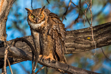 Great Horned Owl perching on a branch 