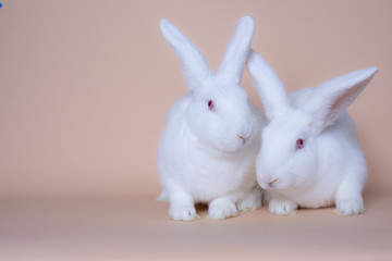 A couple of cute white bunny rabbits on a solid pink background