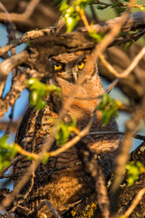 Great Horned Owlet(s) perching on a branch 
