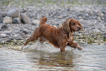Puppy young dog English cocker spaniel while running in the water