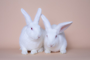 A couple of cute white bunny rabbits on a solid pink background