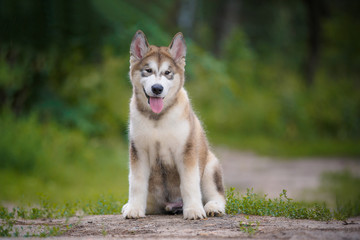 Beautiful puppy Alaskan Malamute on a background of nature.