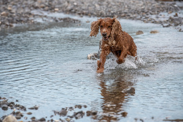 Puppy young dog English cocker spaniel while running in the water