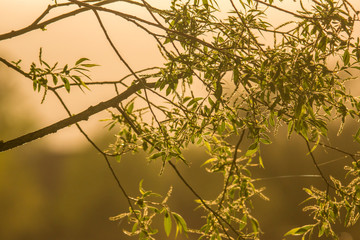 Tree leaves against a blurry background of orange and yellow sky 