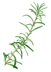 Botanical watercolor hand drawn illustration of Rosemary, isolated on white background. Kitchen herbs.