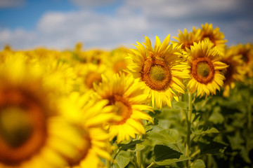 Fototapeta premium Field of sunflowers. Beautiful big yellow flowers against the blue sky.