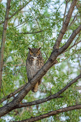 Fototapeta na wymiar Great Horned Owl perching on a branch 