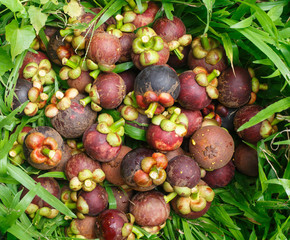 Group of mangosteen on grass
