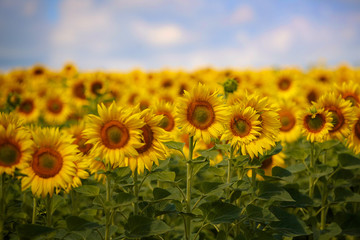 Field of sunflowers. Beautiful big yellow flowers against the blue sky.