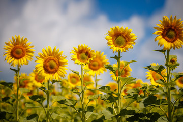 Field of sunflowers. Beautiful big yellow flowers against the blue sky.