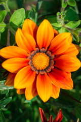 bright summer flowers in the garden