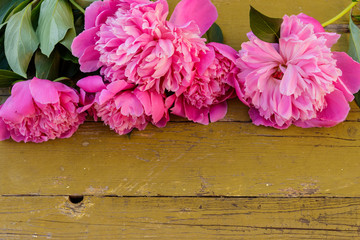 Pink peony flowers on rustic wooden background. Copy space