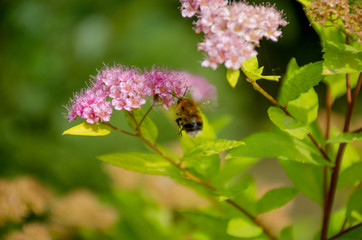 Flower pink with small inflorescences and a bee a medical plant