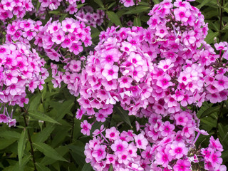 flower bed of flowering hydrangeas, Czech republic