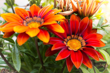 bright summer flowers in the garden
