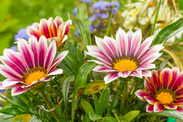 Bright summer flowers background