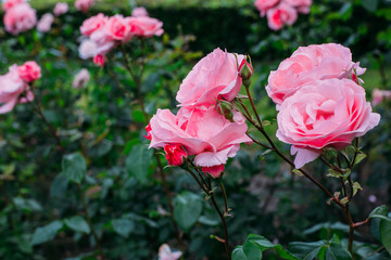 Pink rose flowers on the rose bush in the garden in summer
