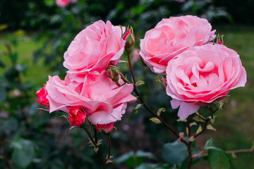 Pink rose flowers on the rose bush in the garden in summer