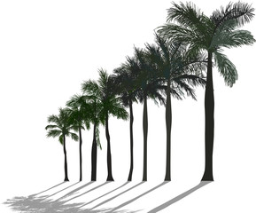 palm trees line with shadow on white