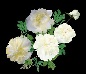 group of light peony flowers isolated on black