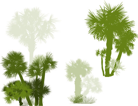 large and small green palm trees groups on white