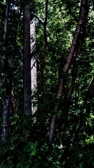 forest vs civilizaition 