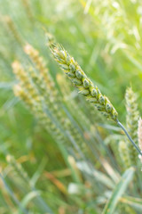 wheat grain of wheat