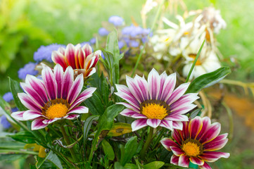 bright summer flowers in the garden