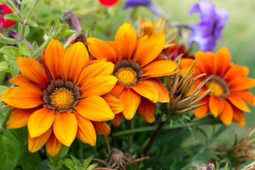 Fototapeta premium bright summer flowers in the garden