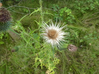 blossom of a thistle white seeds