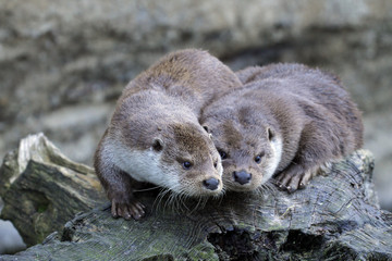 Fischotter (Lutra lutra) Alttier mit Jungem