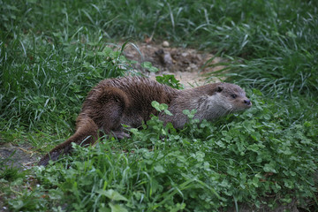 Fischotter (Lutra lutra) auf Nahrungssuche